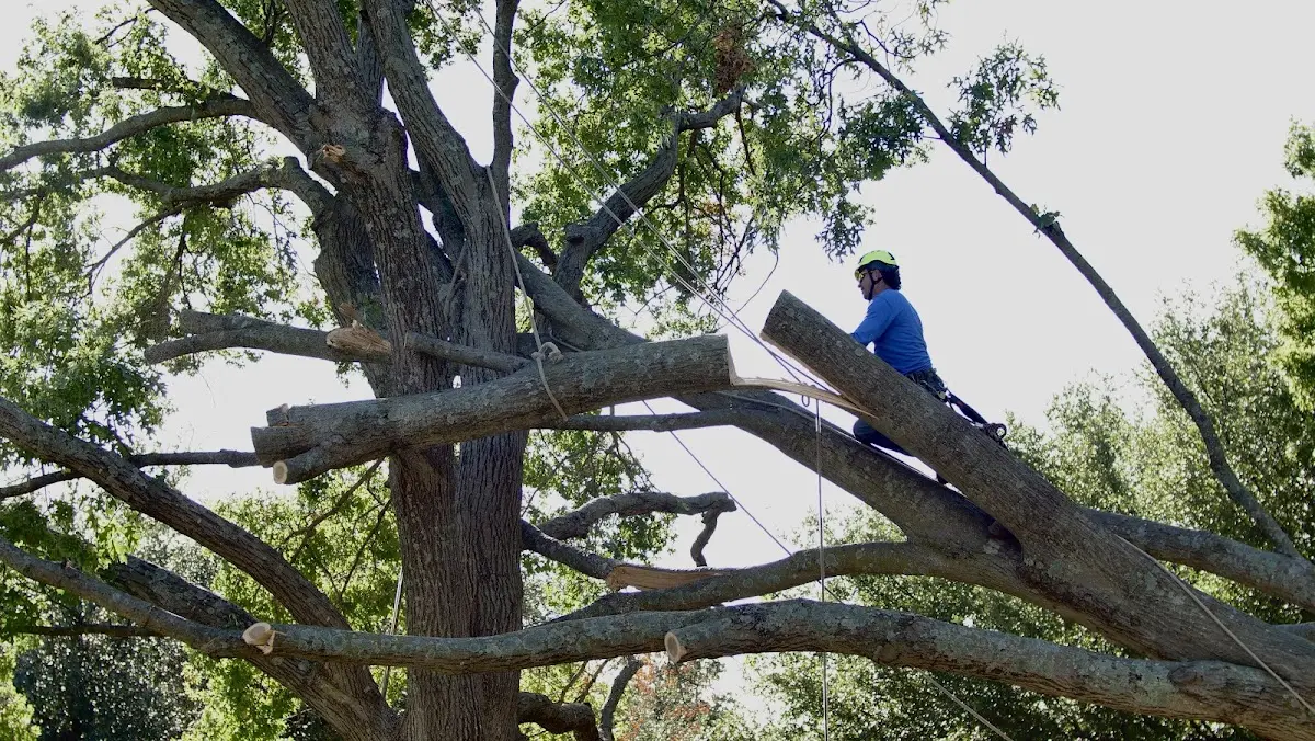 Professional Hazardous Tree Removal performed by certified arborists in O Fallon