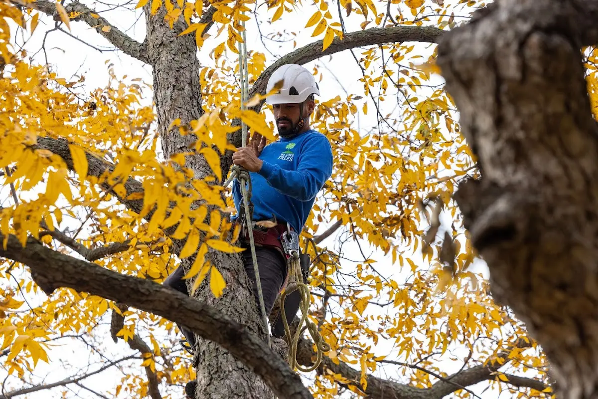 Skilled Tree Planting crew working in O Fallon