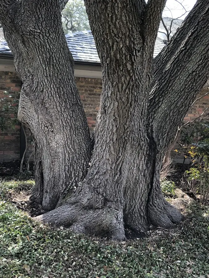 Mature heritage tree close to a O Fallon property cared for by certified arborists